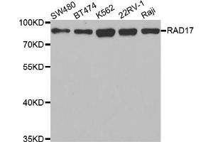 Western blot analysis of extracts of various cell lines, using RAD17 antibody (ABIN5973095) at 1/1000 dilution. (RAD17 Antikörper)