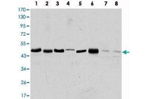 Western blot analysis using AURKA monoclonal antibody, clone 1F8  against HEK293 (1), SW-620 (2), MCF-7 (3), Jurkat (4), HeLa (5), HepG2 (6), COS-7 (7) and PC-12 (8) cell lysate.