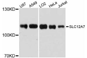 Western blot analysis of extracts of various cell lines, using SLC12A7 antibody (ABIN5998824) at 1/1000 dilution. (SLC12A7 Antikörper)