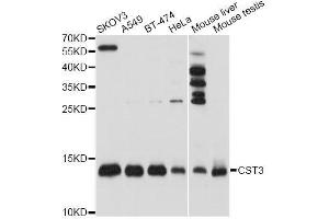 Western blot analysis of extracts of various cell lines, using CST3 antibody.