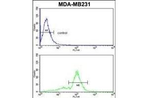 VGFR1 Antibody (ABIN653260 and ABIN2842780) flow cytometric analysis of MDA-M cells (bottom histogram) compared to a negative control cell (top histogram)FITC-conjugated goat-anti-rabbit secondary antibodies were used for the analysis. (FLT1 Antikörper)