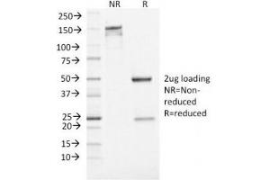 SDS-PAGE Analysis of Purified, BSA-Free Neuron Specific Enolase Antibody (clone ENO2/1462). (ENO2/NSE Antikörper  (AA 416-433))
