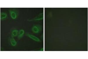 Immunofluorescence analysis of HeLa cells, using PECAM-1 (Ab-713) Antibody. (CD31 Antikörper  (AA 686-735))