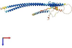 RILPL1 Protein (AA 1-403) (His tag)