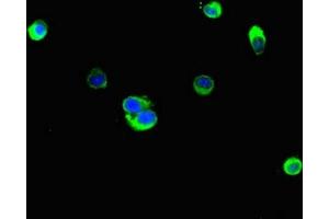 Immunofluorescent analysis of Hela cells using ABIN7157942 at dilution of 1:100 and Alexa Fluor 488-congugated AffiniPure Goat Anti-Rabbit IgG(H+L) (Latexin Antikörper  (AA 1-216))