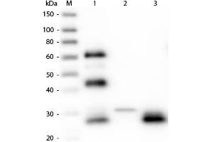 Western Blot of Unconjugated Anti-Chicken IgG F(ab')2 (RABBIT) Antibody . (Kaninchen anti-Huhn IgG (F(ab')2 Region) Antikörper (Alkaline Phosphatase (AP)) - Preadsorbed)