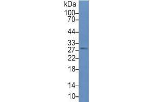 Rabbit Capture antibody from the kit in WB with Positive Control: Sample Human MCF-7 cell lysate. (FGF13 ELISA Kit)