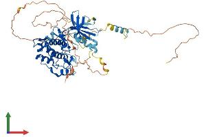 AlphaFold protein structure predicition of Human Recombinant CAMKK1 Protein, UniprotID Q8N5S9