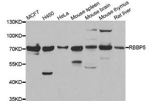 Western blot analysis of extracts of various cell lines, using RBBP5 antibody. (RBBP5 Antikörper  (AA 319-538))