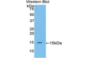 Western Blotting (WB) image for anti-Biglycan (BGN) (AA 53-166) antibody (ABIN1176716) (Biglycan Antikörper  (AA 53-166))