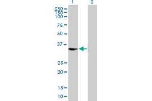 Western Blot analysis of BIRC7 expression in transfected 293T cell line by BIRC7 MaxPab polyclonal antibody. (BIRC7 Antikörper  (AA 1-298))