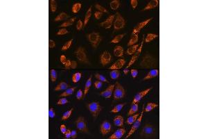 Immunofluorescence analysis of L929 cells using CELF5 Rabbit pAb (ABIN7266539) at dilution of 1:100. (CELF5 Antikörper)