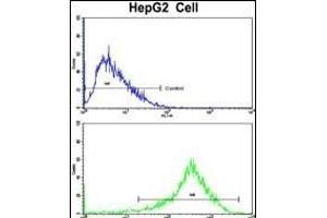 Flow cytometric analysis of HepG2 cells using PON3 Antibody (N-term)(bottom histogram) compared to a negative control cell (top histogram). (PON3 Antikörper  (N-Term))