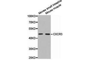 Western Blotting (WB) image for anti-Chemokine (C-X-C Motif) Receptor 3 (CXCR3) antibody (ABIN1872138) (CXCR3 Antikörper)