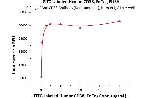 Immobilized A Antibody (Daratumumab), Human IgG1 at 2 μg/mL (100 μL/well) can bind Fed Human CD38, Fc Tag (ABIN6972987) with a linear range of 0. (CD38 Protein (AA 43-300) (Fc Tag,FITC))