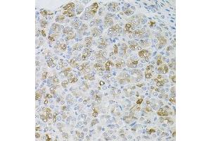 Immunohistochemistry of paraffin-embedded mouse stomach using HPS1 antibody at dilution of 1:100 (x40 lens). (HPS1 Antikörper)