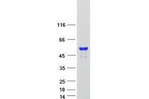 Validation with Western Blot (ARHGAP1 Protein (Myc-DYKDDDDK Tag))