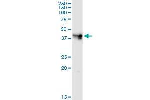 Immunoprecipitation of CD55 transfected lysate using anti-CD55 MaxPab rabbit polyclonal antibody and Protein A Magnetic Bead , and immunoblotted with CD55 MaxPab mouse polyclonal antibody (B01) . (CD55 Antikörper  (AA 1-381))