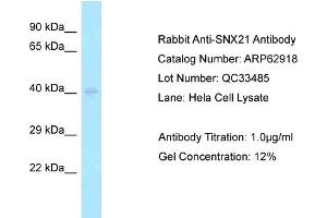 Western Blotting (WB) image for anti-Sorting Nexin 21 (SNX21) (N-Term) antibody (ABIN2789296) (SNX21 Antikörper  (N-Term))
