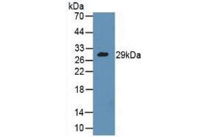 Figure. (GZMA Antikörper  (AA 29-260))