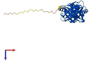 NIPSNAP3B Protein (AA 1-247) (His tag)