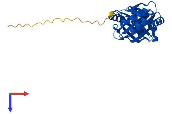 NIPSNAP3B Protein (AA 1-247) (His tag)