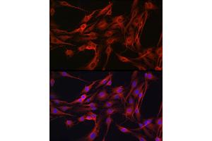 Immunofluorescence (IF) image for anti-Phosphoinositide-3-Kinase, Catalytic, gamma Polypeptide (PIK3CG) (AA 1-200) antibody (ABIN6145638)