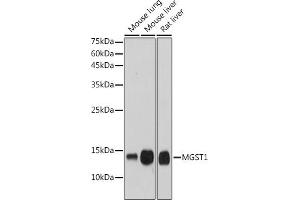 Western blot analysis of extracts of various cell lines, using MGST1 antibody (ABIN7268512) at 1:1000 dilution. (MGST1 Antikörper)