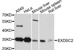 Western blot analysis of extracts of various cell lines, using EXOSC2 antibody.