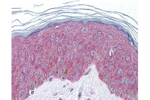 Anti-IL-33 antibody IHC of human skin. (IL-33 Antikörper  (AA 36-85))