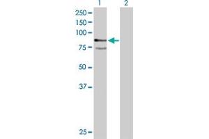 Western Blot analysis of PTPRR expression in transfected 293T cell line by PTPRR MaxPab polyclonal antibody. (PTPRR Antikörper  (AA 1-657))