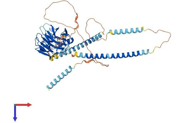 NPTXR Protein (AA 1-500) (His tag)