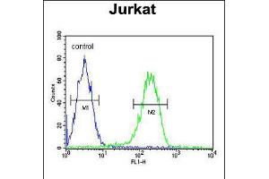 Flow cytometric analysis of Jurkat cells (right histogram) compared to a negative control cell (left histogram). (PAN3 Antikörper  (C-Term))
