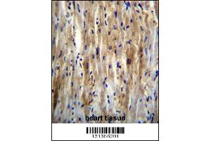 SLC12A7 Antibody immunohistochemistry analysis in formalin fixed and paraffin embedded human heart tissue followed by peroxidase conjugation of the secondary antibody and DAB staining. (SLC12A7 Antikörper  (N-Term))