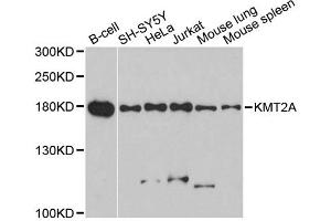 Western blot analysis of extracts of various cell lines, using KMT2A antibody.