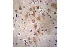Immunohistochemistry analysis in formalin fixed and paraffin embedded human brain tissue reacted with GRIP2 Antibody (Center) followed by peroxidase conjugation of the secondary antibody and DAB staining. (GRIP2 Antikörper  (Middle Region))