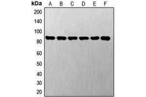 Western blot analysis of STAT3 expression in A549 (A), LO2 (B), SP2/0 (C), NIH3T3 (D), PC12 (E), H9C2 (F) whole cell lysates. (STAT3 Antikörper  (C-Term))