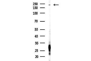 anti-Myosin, Heavy Polypeptide 10, Non-Muscle (MYH10) (C-Term) antibody