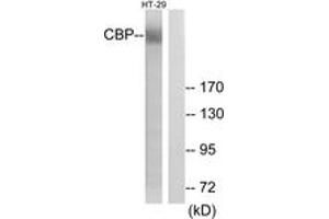 Western blot analysis of extracts from HT-29 cells, treated with calyculinA 50ng/ml 30', using CBP (Ab-1535) Antibody. (CBP Antikörper  (AA 1501-1550))