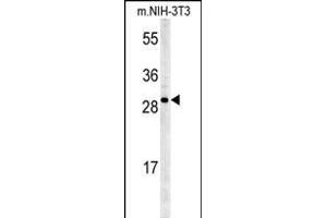 KCTD21 Antibody (C-term) (ABIN651600 and ABIN2840317) western blot analysis in mouse NIH-3T3 cell line lysates (35 μg/lane). (KCTD21 Antikörper  (C-Term))