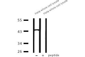 Western blot analysis of extracts from Hela whole cell lysate at 30ug, using CAPG Antibody. (CAPG Antikörper  (Internal Region))