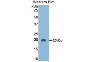 Western Blotting (WB) image for anti-Haptoglobin (HP) (AA 118-281) antibody (ABIN1078101) (Haptoglobin Antikörper  (AA 118-281))
