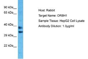 Host: Rabbit Target Name: OR8H1 Sample Type: HepG2 Whole Cell lysates Antibody Dilution: 1. (OR8H1 Antikörper  (C-Term))