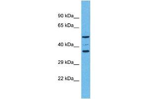 OR5K4 Antikörper  (C-Term)