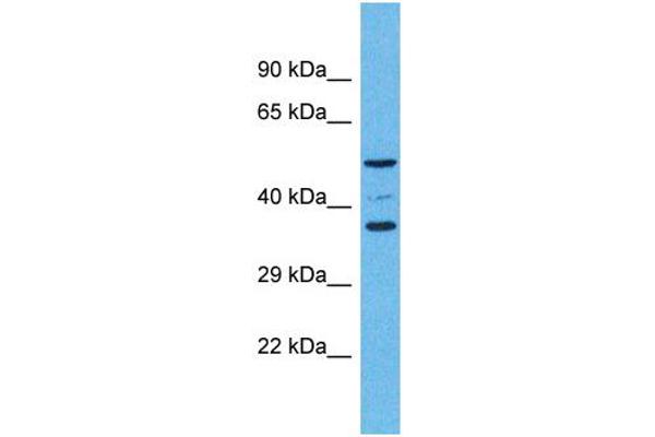 OR5K4 Antikörper  (C-Term)