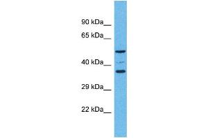 Western Blotting (WB) image for anti-Olfactory Receptor, Family 5, Subfamily K, Member 4 (OR5K4) (C-Term) antibody (ABIN2791760) (OR5K4 Antikörper  (C-Term))