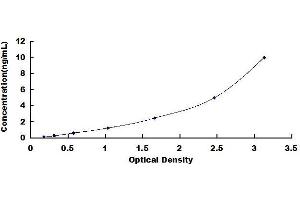 Typical standard curve (XCL2 ELISA Kit)