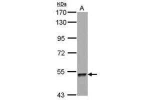 Image no. 1 for anti-Zinc Finger Protein 689 (ZNF689) (AA 28-240) antibody (ABIN1501852) (ZNF689 Antikörper  (AA 28-240))