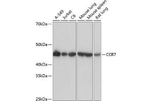 Western blot analysis of extracts of various cell lines, using CCR7 Rabbit mAb (ABIN7266309) at 1:1000 dilution. (CCR7 Antikörper)