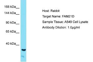 Host: Rabbit Target Name: FAM21A Sample Tissue: Human A549 Whole Cell Antibody Dilution: 1ug/ml (FAM21D Antikörper  (C-Term))